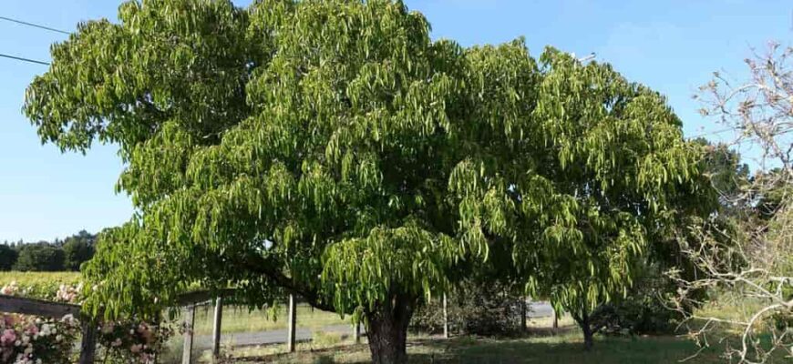 Особенности развития древесного растения Juglans regia